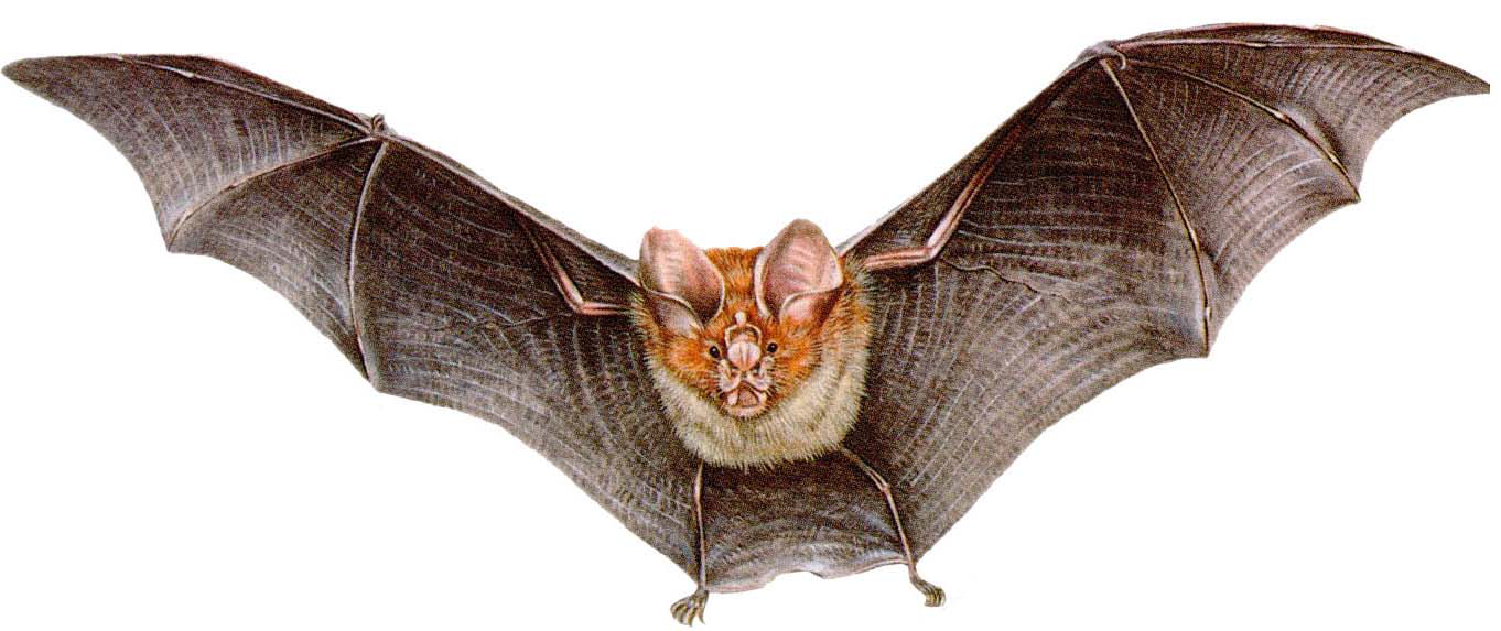 Dedetização de Morcegos na Vila Tramontano